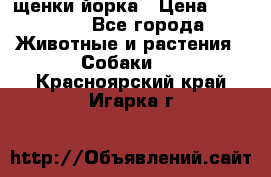 щенки йорка › Цена ­ 15 000 - Все города Животные и растения » Собаки   . Красноярский край,Игарка г.